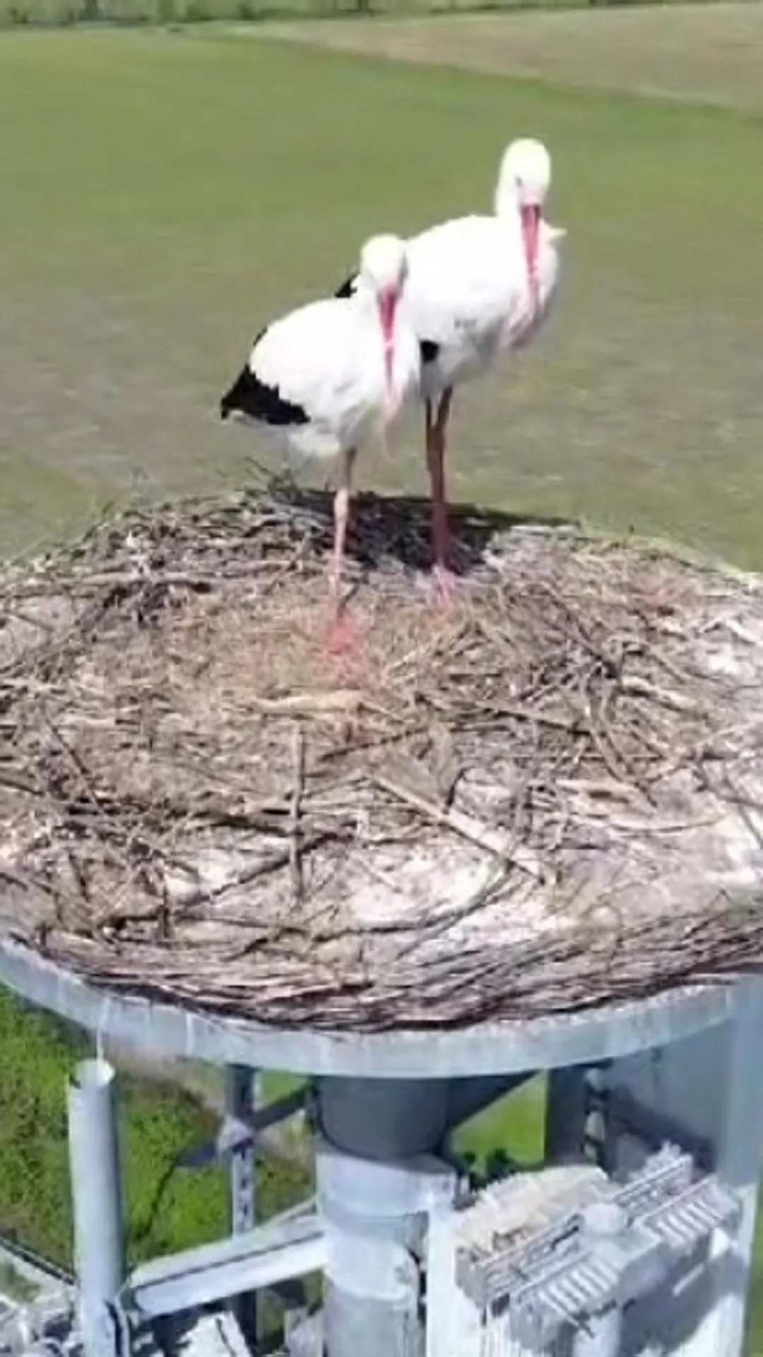 Pornô da catarina paulino Catarina Paulino peladinha na