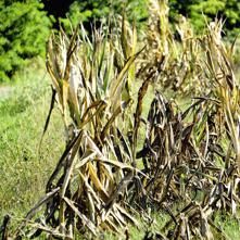 Immagine per 0225-07f4777c59fc-ad21abe0c283-1000