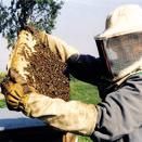 Immagine per 0239-07f4b61c874c-375333fc9eab-1000