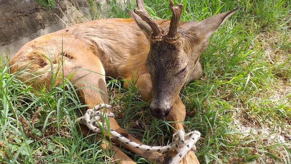 Il capriolo