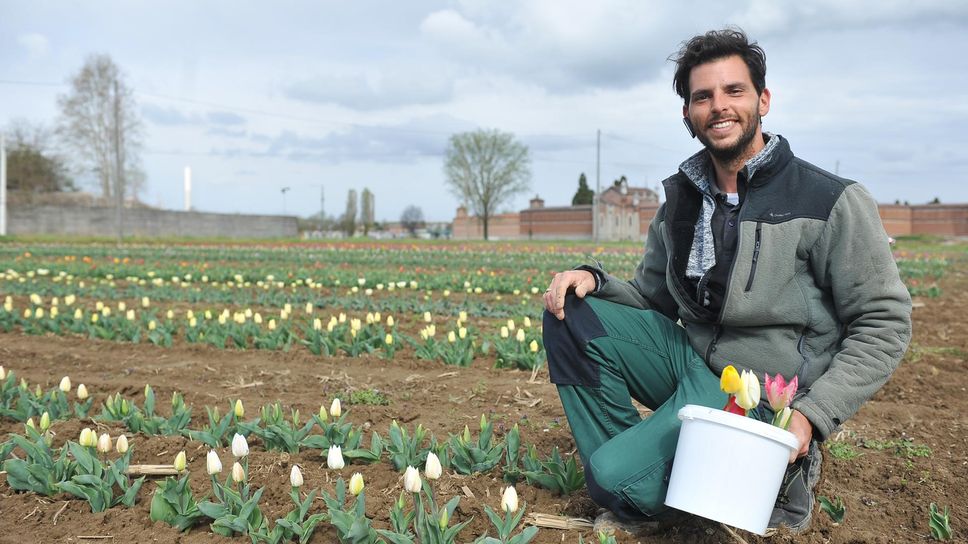 Marco Mizzi, titolare del Ceraseto che ha avviato a Lodi la coltivazione di tulipani in zona cimitero Maggiore