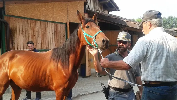 Borghetto, grave una 29enne caduta da cavallo