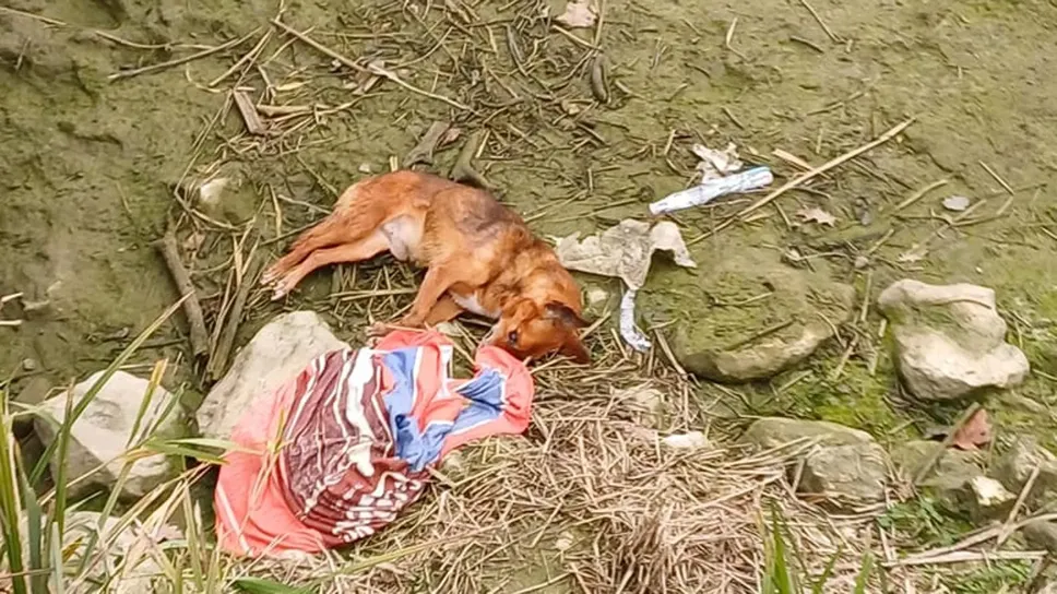 La carcassa del cane