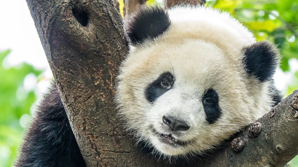 Un panda: le macchie intorno agli occhi sono uniche, e le usano per riconoscersi Un panda: le macchie intorno agli occhi sono uniche, e le usano per riconoscersi