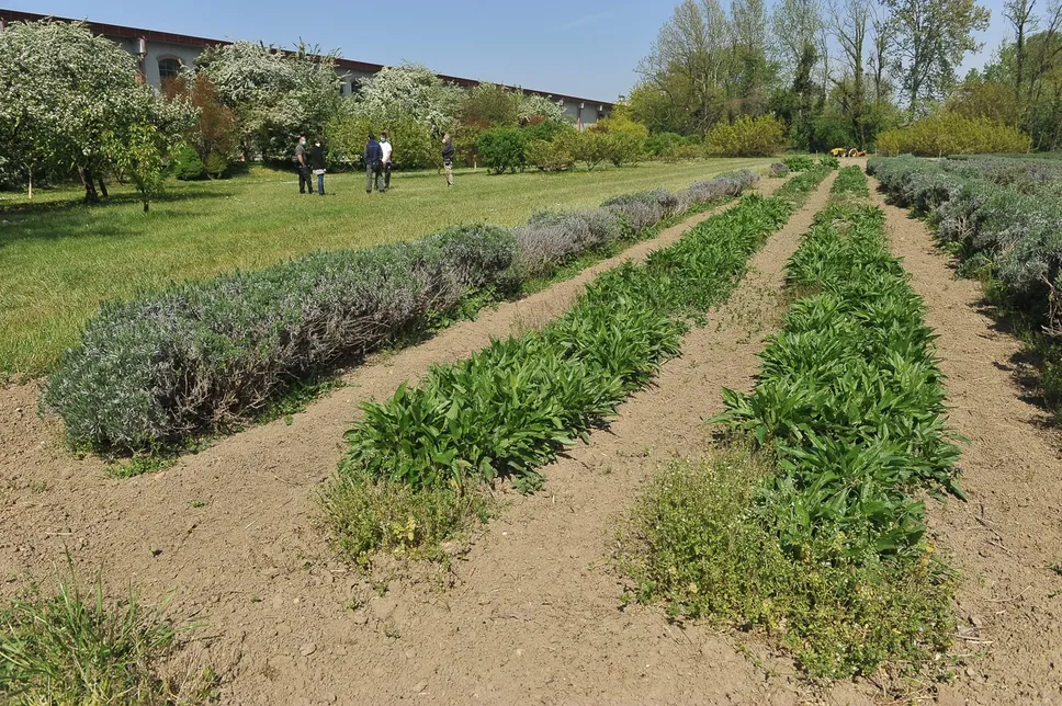 Accanto allo stabilimento, lo spazio per la coltivazione di erbe officinali Accanto allo stabilimento, lo spazio per la coltivazione di erbe officinali
