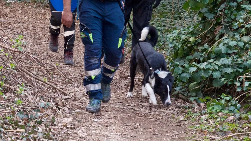 Un cane in cerca accompagnato dal suo padrone