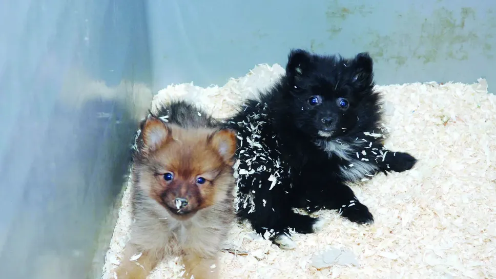 Cuccioli di sospetta importazione illecita ritrovati dalla Forestale (archivio) Cuccioli di sospetta importazione illecita ritrovati dalla Forestale (archivio)
