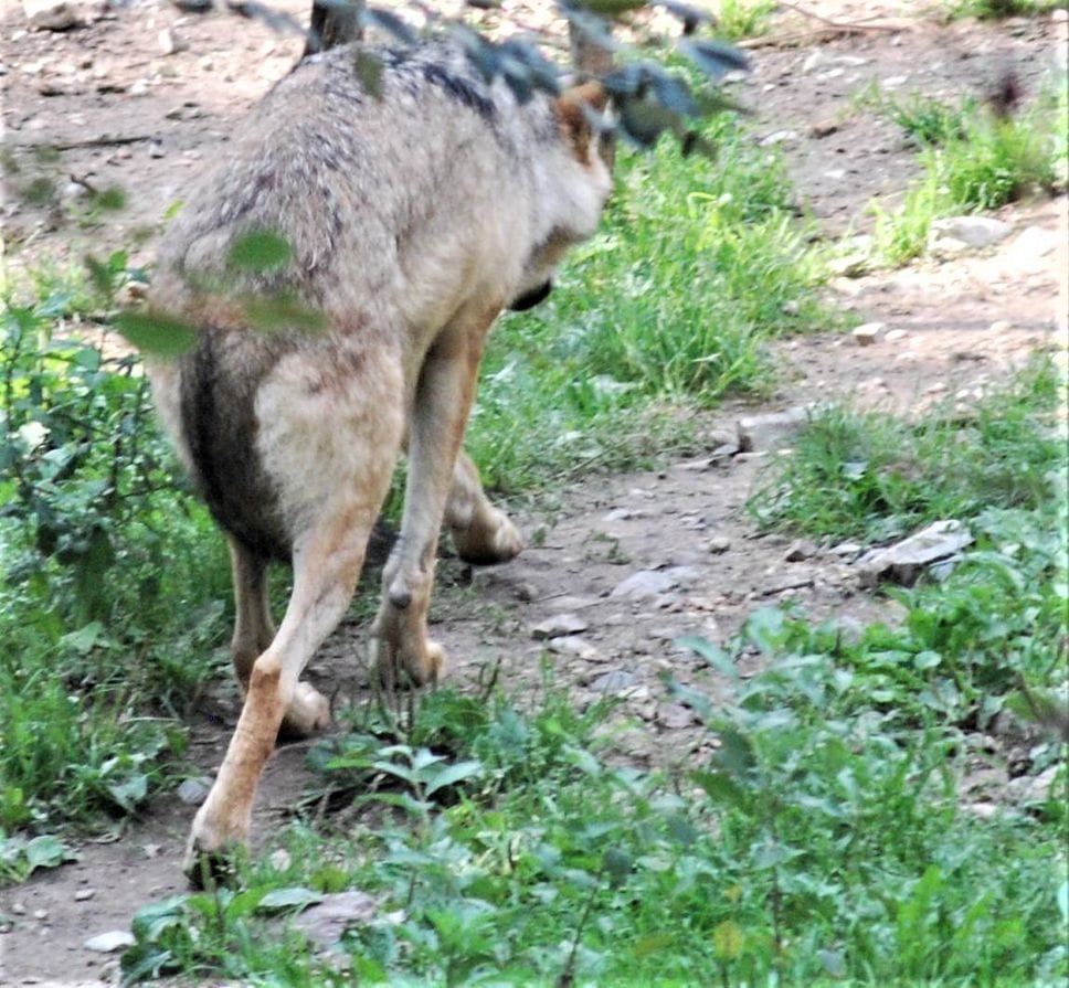 Un lupo fotografato in collina da Emanuele Intropido Un lupo fotografato in collina da Emanuele Intropido