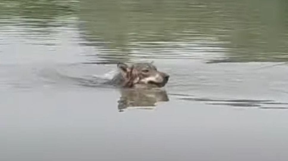 Un lupo che attraversa a nuoto il Po nella Bassa Un lupo che attraversa a nuoto il Po nella Bassa