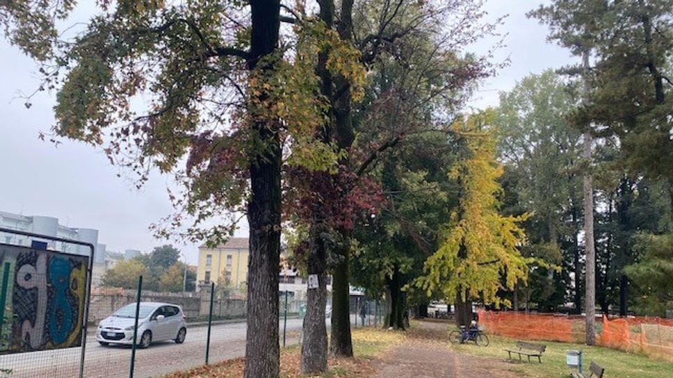 Il filare di alberi all’interno del parco Hack di via Fascetti Il filare di alberi all’interno del parco Hack di via Fascetti