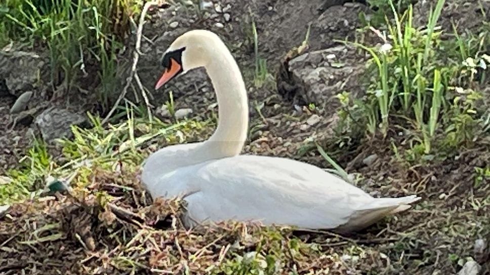 Cigni, sentinelle dell’ambiente lungo la Muzza tra Paullo e Tribiano Cigni, sentinelle dell’ambiente lungo la Muzza tra Paullo e Tribiano