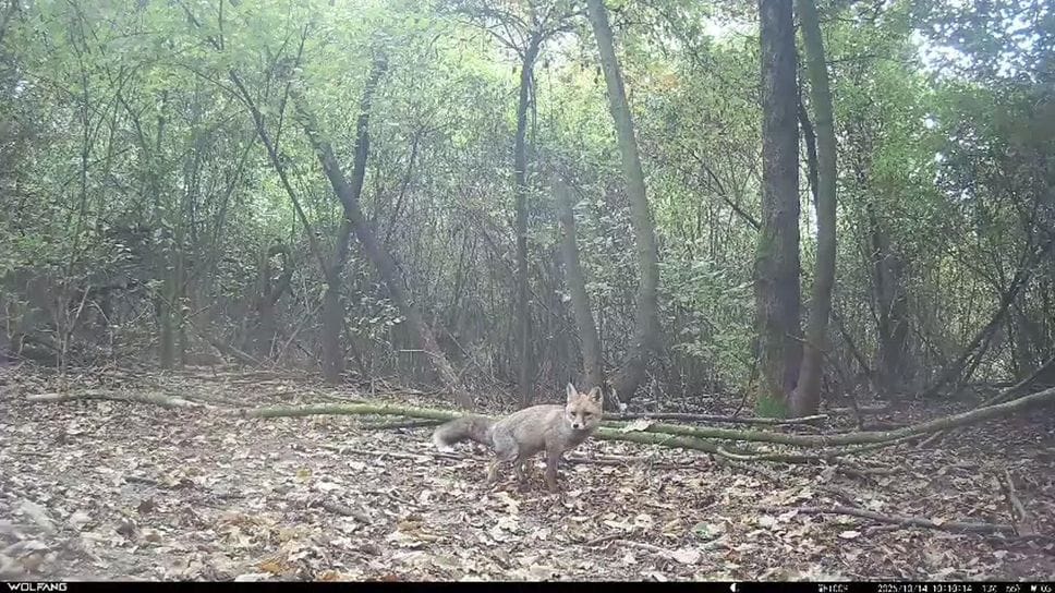 La volpe nel parco delle Noci di Melegnano La volpe nel parco delle Noci di Melegnano