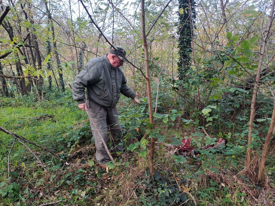 A terra i resti del capriolo sbranato dai lupi a 50 metri dalle case a San Colombano al Lambro