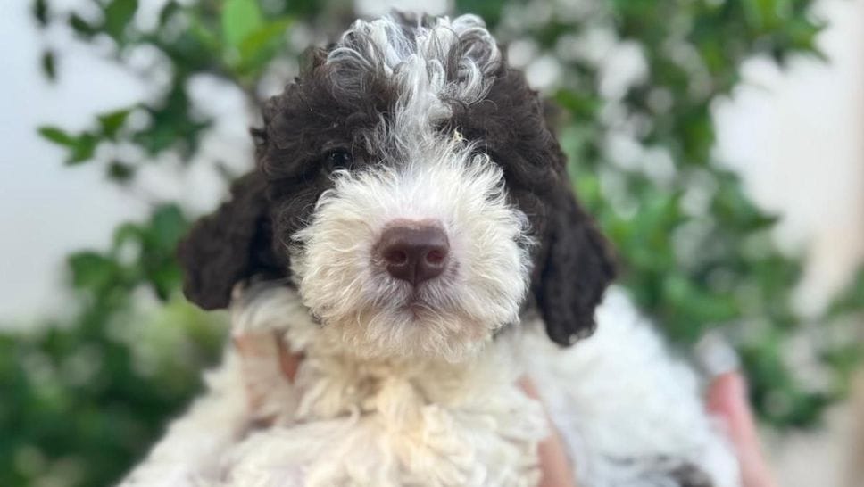 Il nuovo Lagotto che un allevamento ha regalato a Stefano