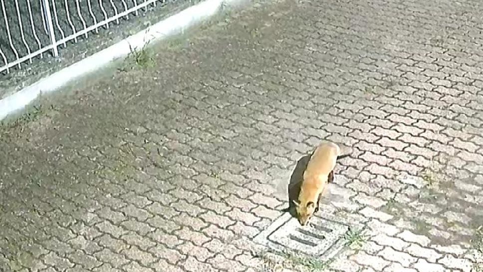 La volpe a spasso nel quartiere di San Biagio