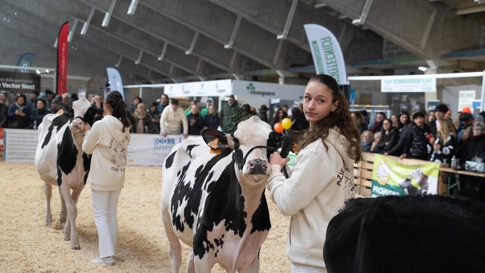 Allieve del Tosi alle prese con le mucche alla Fiera di Codogno