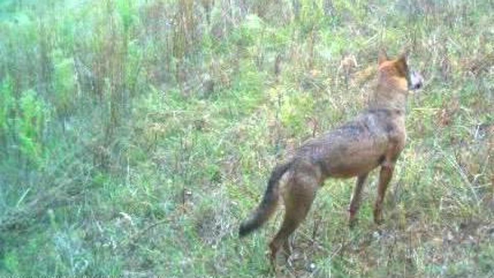 L’animale “sospetto” ripreso di spalle da una fototrappola (Bagatta)