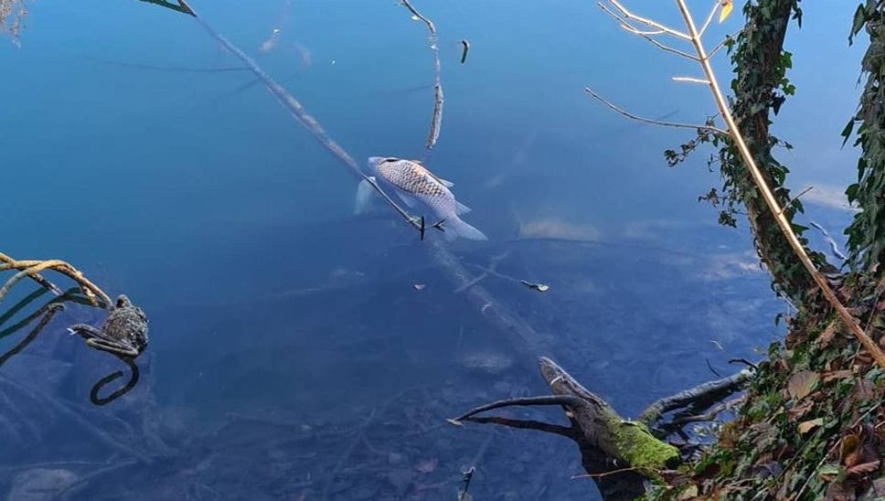 Pesci senza vita nel laghetto di via Europa (Cuti)