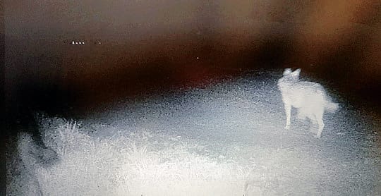 L’immagine del lupo immortalato dalla fototrappola durante la notte a Pieve