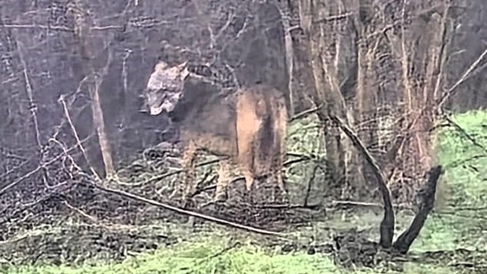 Un lupo immortalato nella zona di Casoni di Borghetto