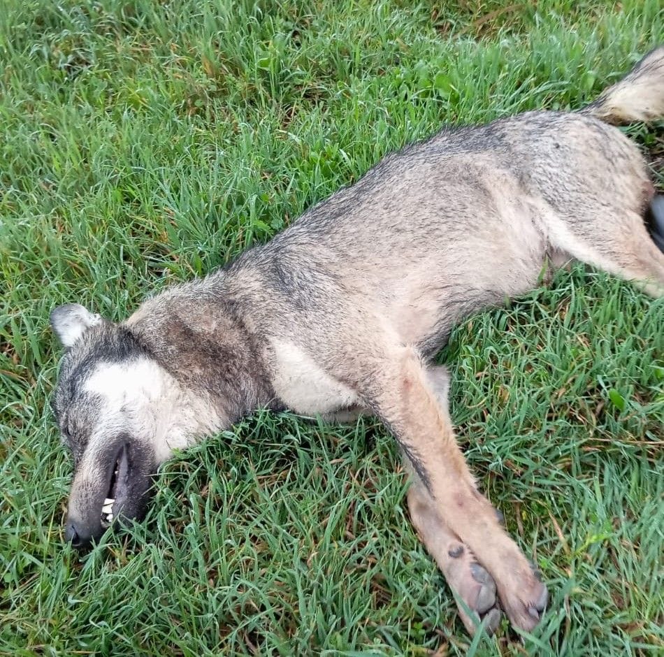 Lupo investito a Ospedaletto