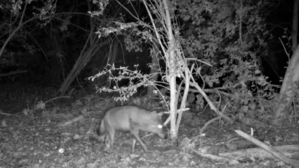 In alto un lupo ripreso alla Monticchie