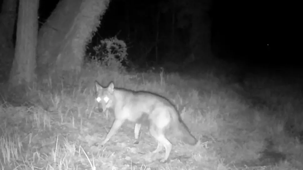Un lupo immortalato dalla fototrappola nel Lodigiano Un lupo immortalato dalla fototrappola nel Lodigiano