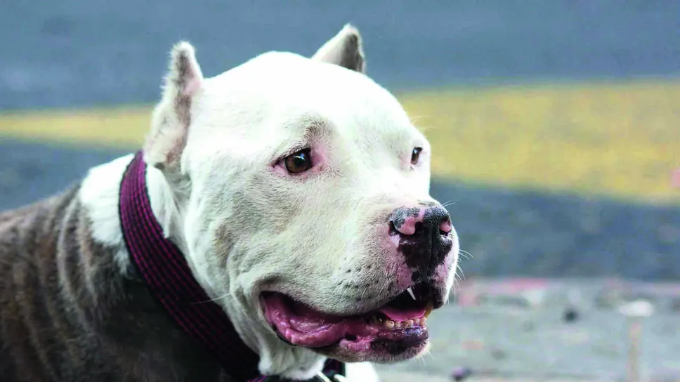 Un Pitt Bull Un Pitt Bull