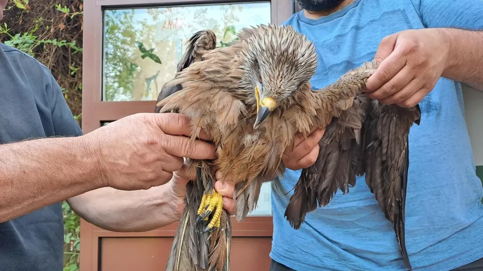 Il nibbio tratto in salvo a Zelo Il nibbio tratto in salvo a Zelo