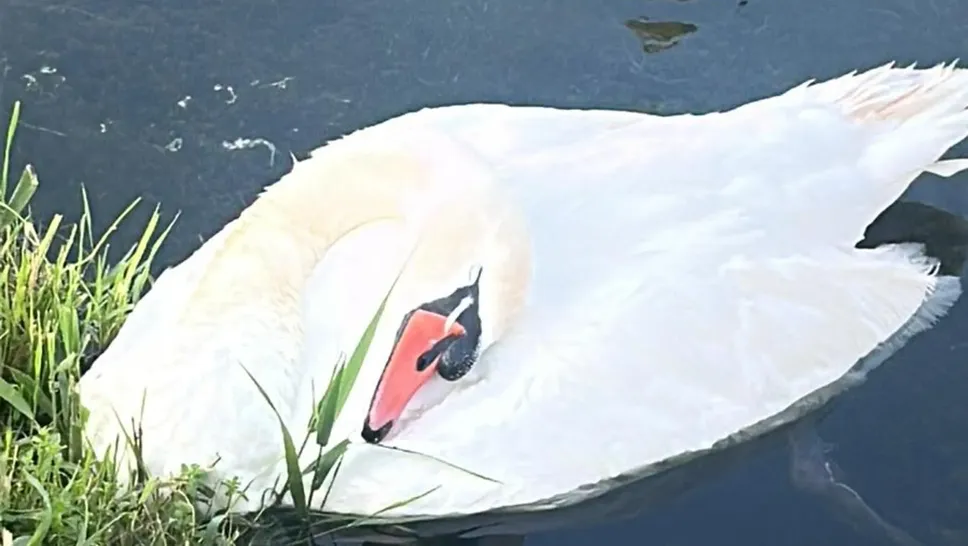 È morto il cigno che era stato portato al centro di recupero della fauna selvatica È morto il cigno che era stato portato al centro di recupero della fauna selvatica