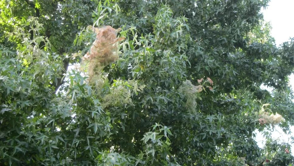 Un albero attaccato dalla “gatta pelosa”