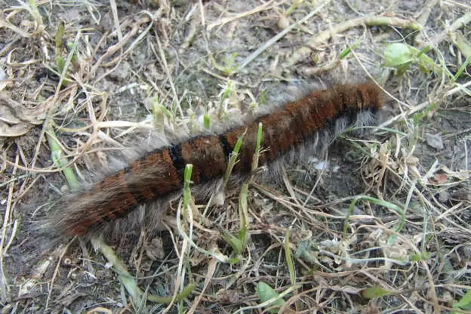 Uno dei bruchi che attaccano le foglie degli alberi e provocano pericolose irritazioni
