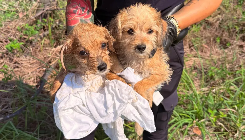 I cuccioli presi in custodia I cuccioli presi in custodia