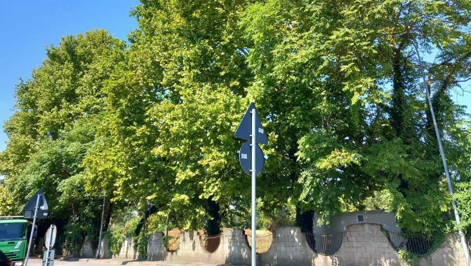 Gli alberi di via Risorgimento a San Giuliano che rischiano di essere tagliati