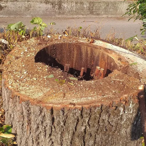 MELEGNANO Al via l’abbattimento degli alberi in viale della Repubblica ...