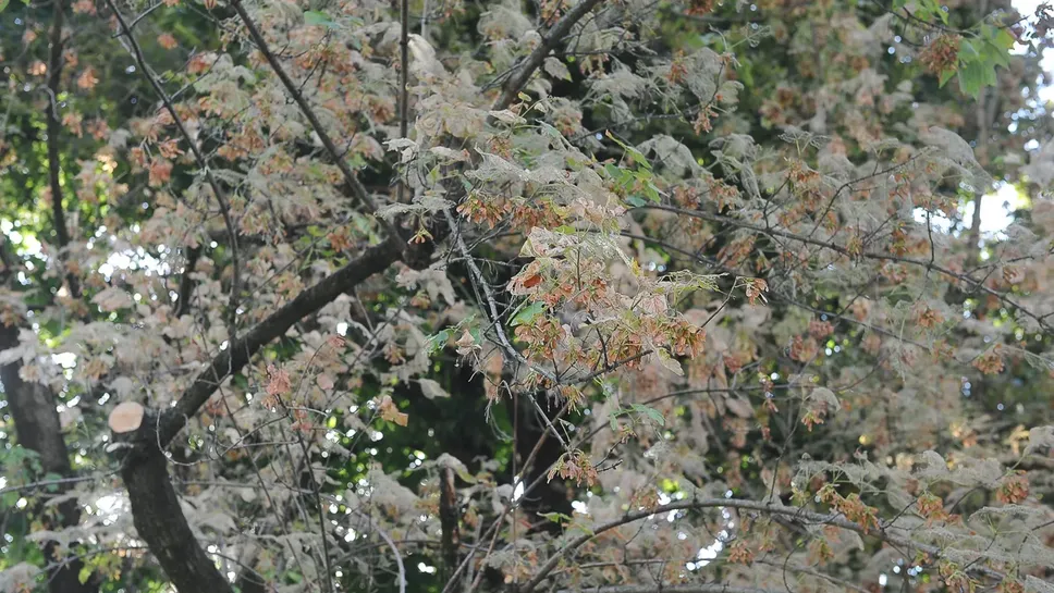 Gli alberi attaccati dalla gatta pelosa Gli alberi attaccati dalla gatta pelosa