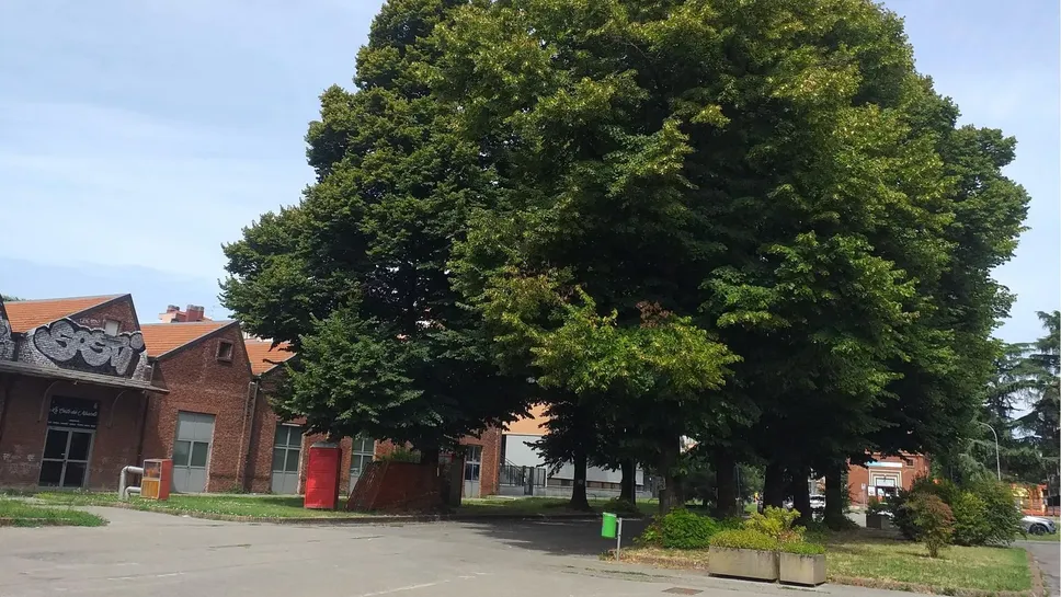Uno degli enormi tigli del piazzale delle Associazioni Uno degli enormi tigli del piazzale delle Associazioni