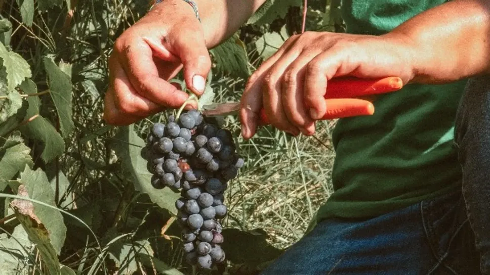 Le prove in campo per saggiare la maturazione delle uve Le prove in campo per saggiare la maturazione delle uve