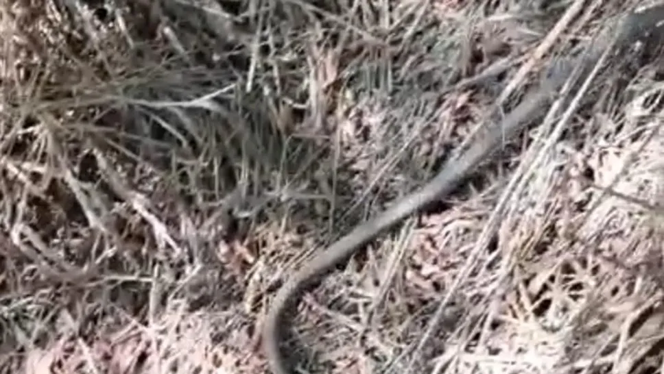 Il serpente dopo essere stato liberato dai vigili del fuoco (Cornalba) Il serpente dopo essere stato liberato dai vigili del fuoco (Cornalba)