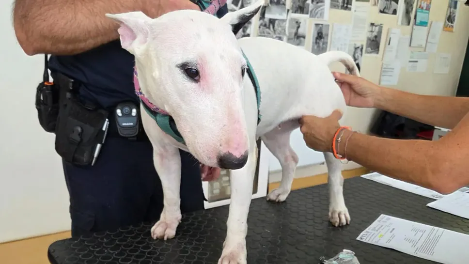 La bull terrier con le guardie zoofile che l’hanno recuperata