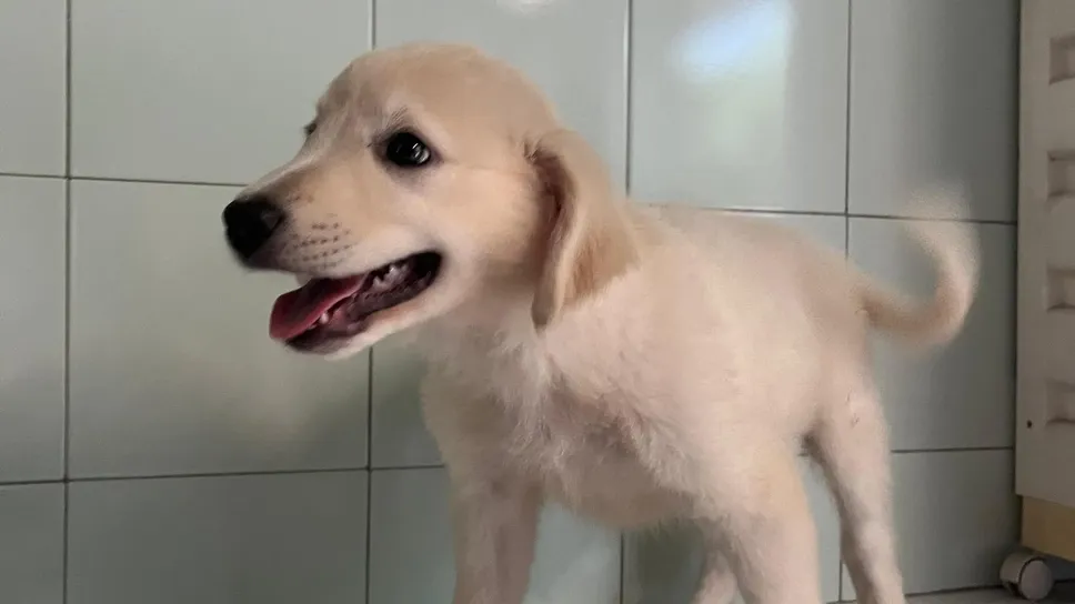 Uno dei cagnolini salvati a San Giuliano
