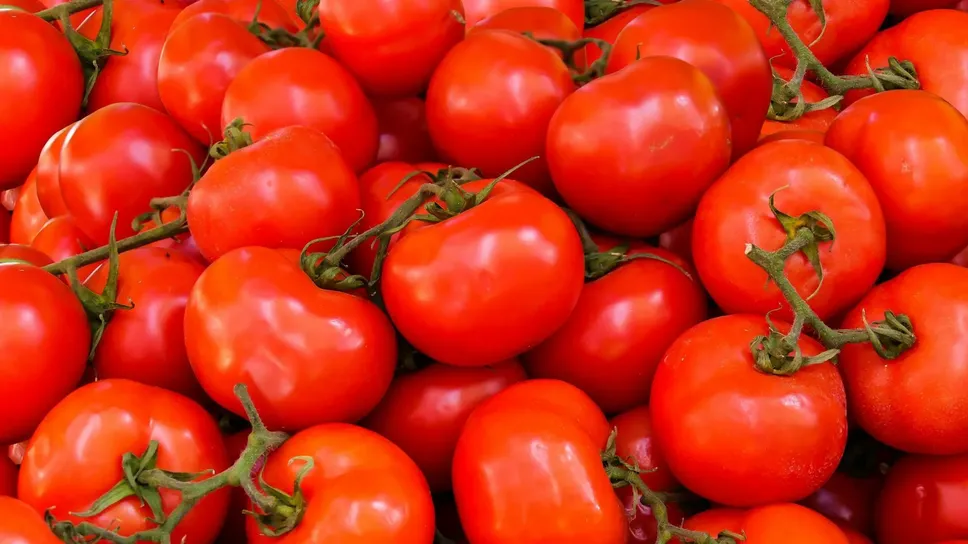 Nel Lodigiano aumentano le superfici agricole destinate alla coltivazione del pomodoro Nel Lodigiano aumentano le superfici agricole destinate alla coltivazione del pomodoro