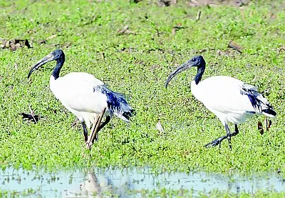 Ibis sacri, animali arrivati in Italia una trentina di anni fa dall’Africa e ora considerati cacciabili a causa del loro moltiplicarsi Ibis sacri, animali arrivati in Italia una trentina di anni fa dall’Africa e ora considerati cacciabili a causa del loro moltiplicarsi