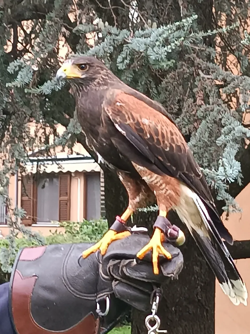Il falco Jack