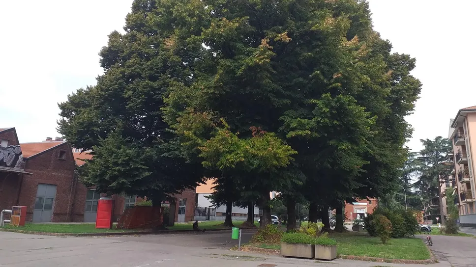 I tigli nel piazzale delle Associazioni a Melegnano I tigli nel piazzale delle Associazioni a Melegnano