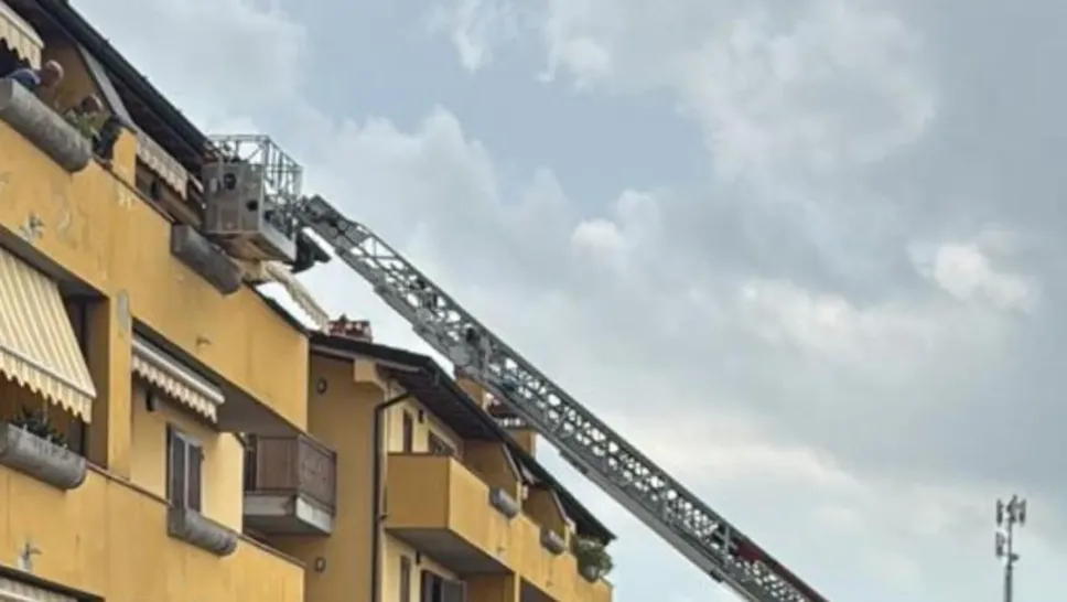 Il salvataggio dei cani Il salvataggio dei cani