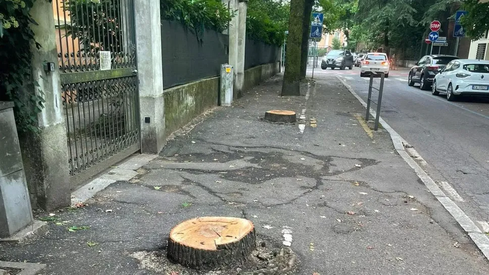 Gli alberi del viale abbattuti dal Comune Gli alberi del viale abbattuti dal Comune