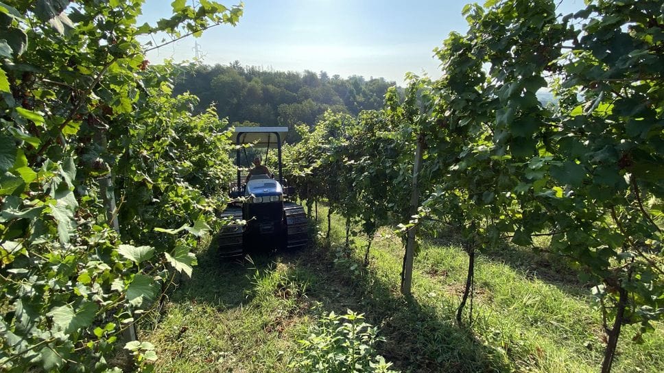 La vendemmia della Nettare dei Santi in collina a San Colombano