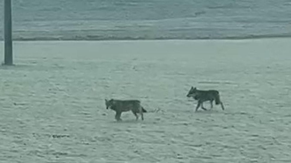 I lupi avvistati nei campi di Guardamiglio (Scarioni)