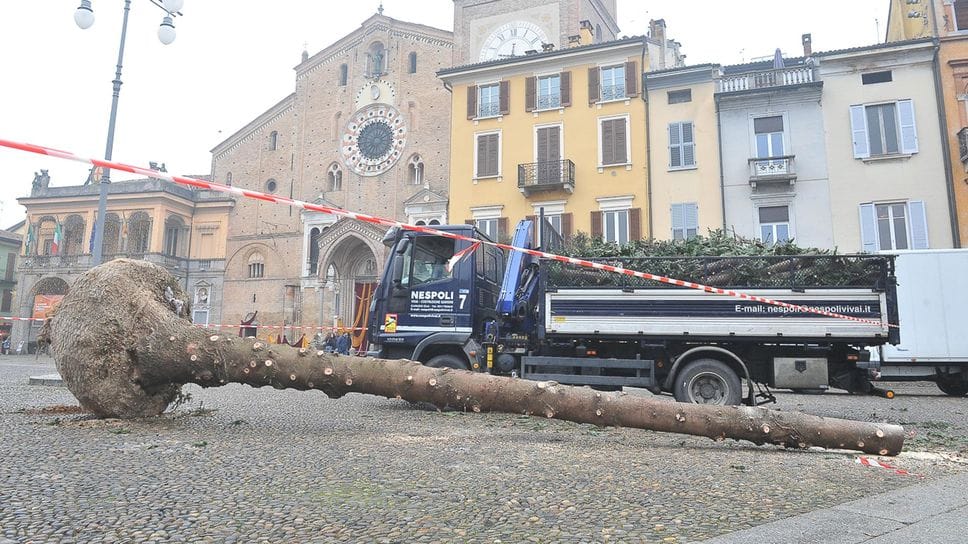 L’albero di Natale dopo la potatura (Ribolini)